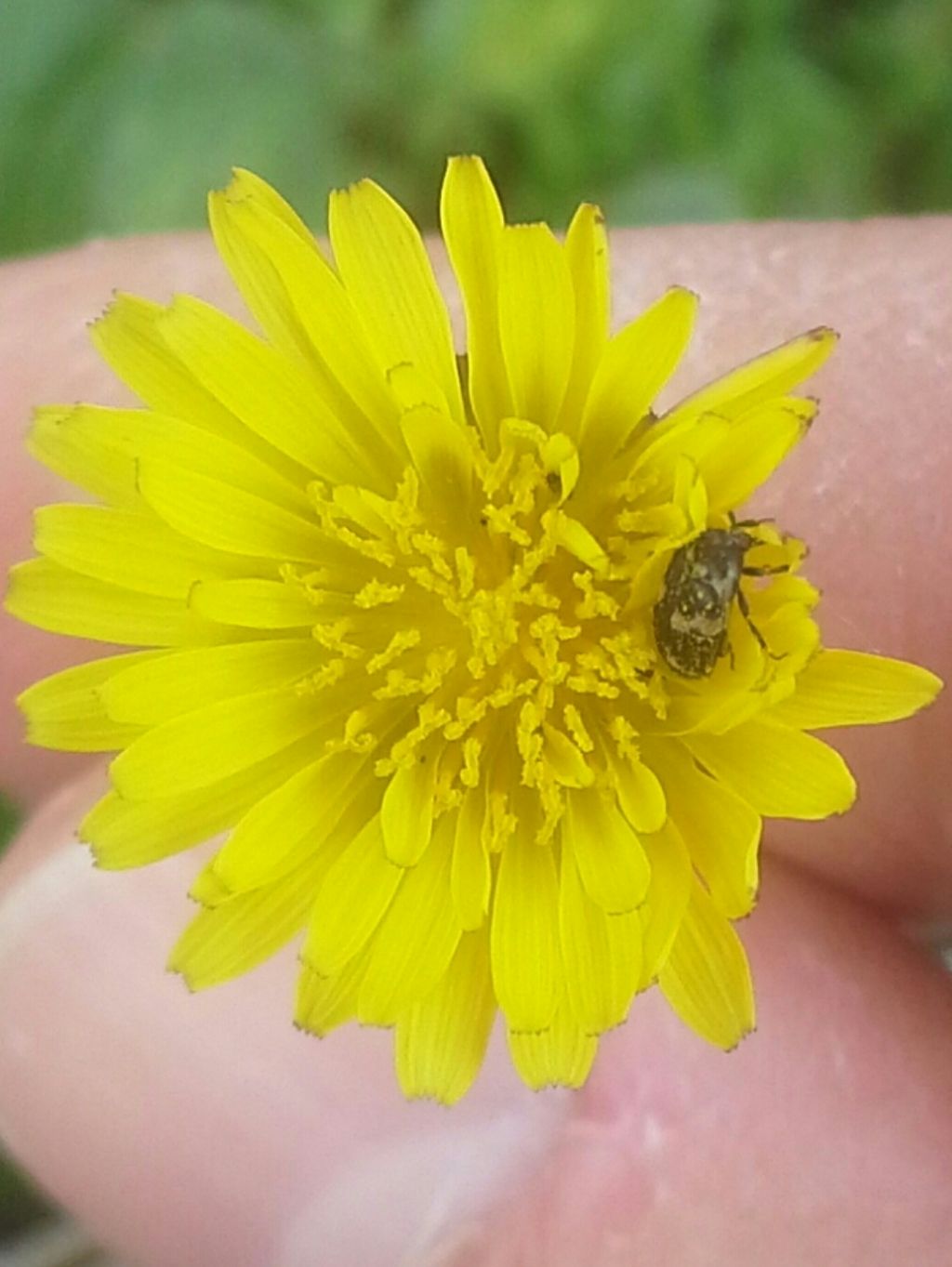 Dermestide:  Attagenus sp. (gr. bifasciatus)