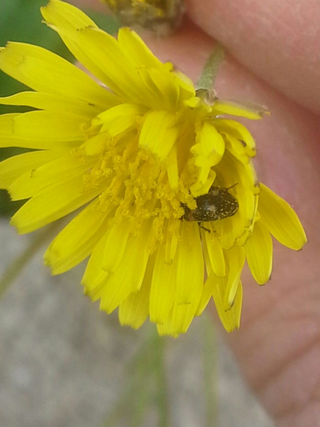 Dermestide:  Attagenus sp. (gr. bifasciatus)