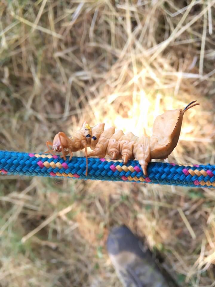 Magro bruco - Stauropus fagi, Notodontidae