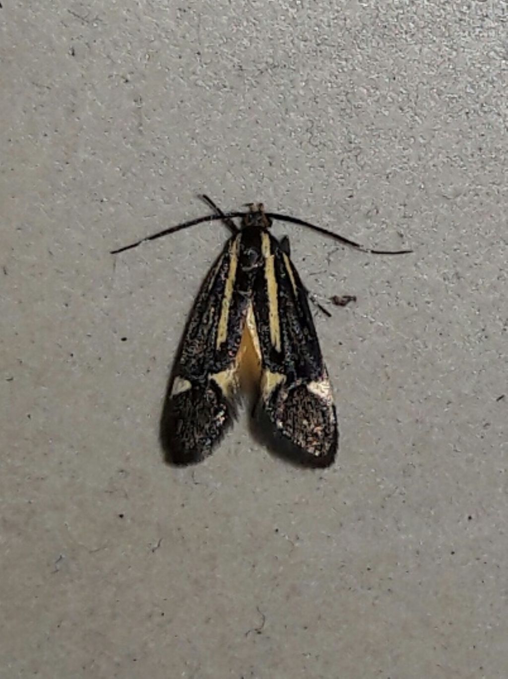 Esperia sulphurella, Oecophoridae