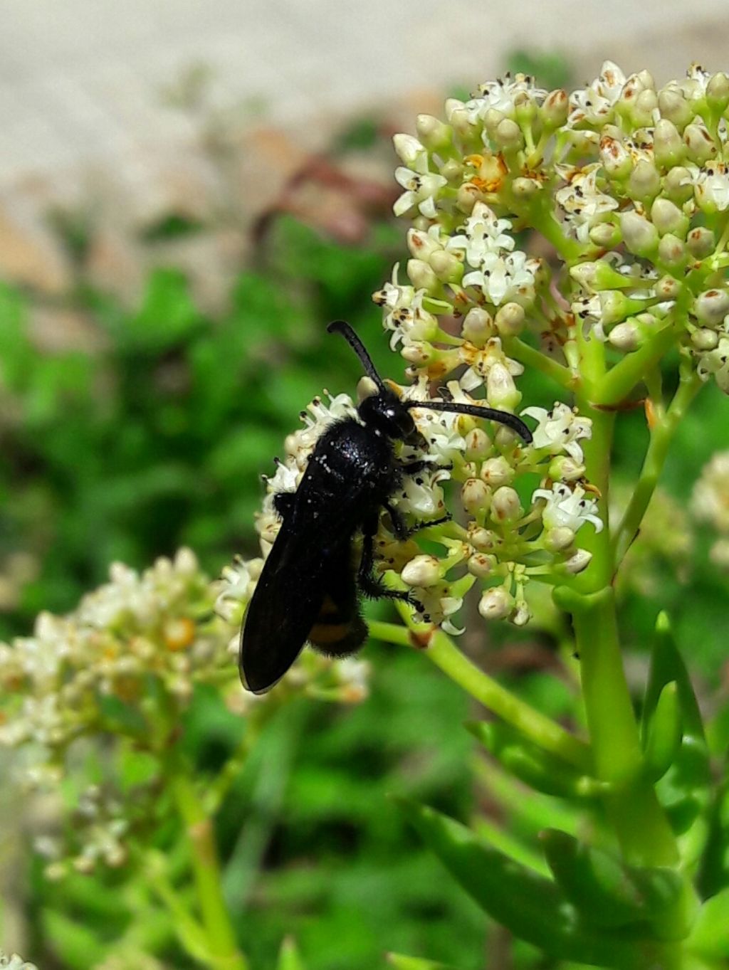 Scolia hirta, maschio, Scoliidae