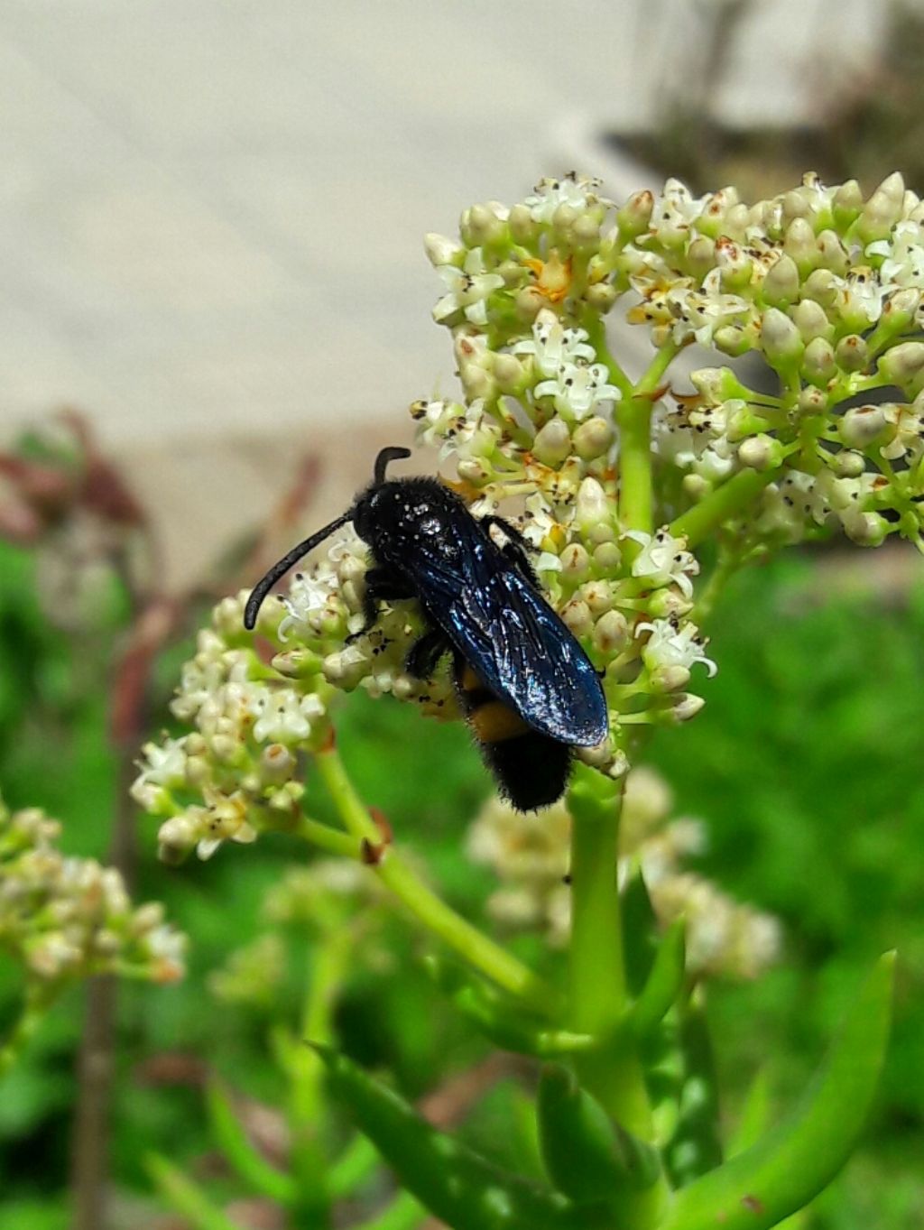 Scolia hirta, maschio, Scoliidae