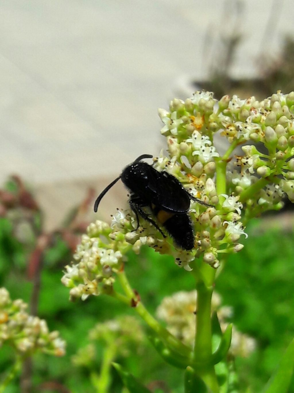 Scolia hirta, maschio, Scoliidae