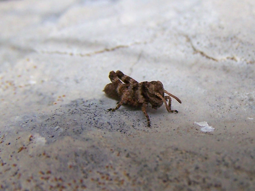 piccolo dai monti Lepini: Acrididae:  cfr. Pezotettix giornae