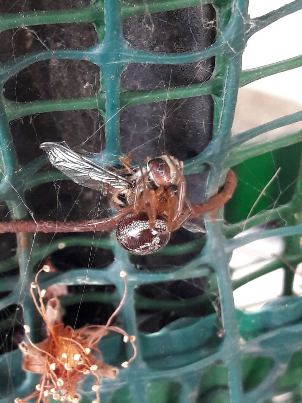 Steatoda nobilis che preda dittero SYrphidae - Roma