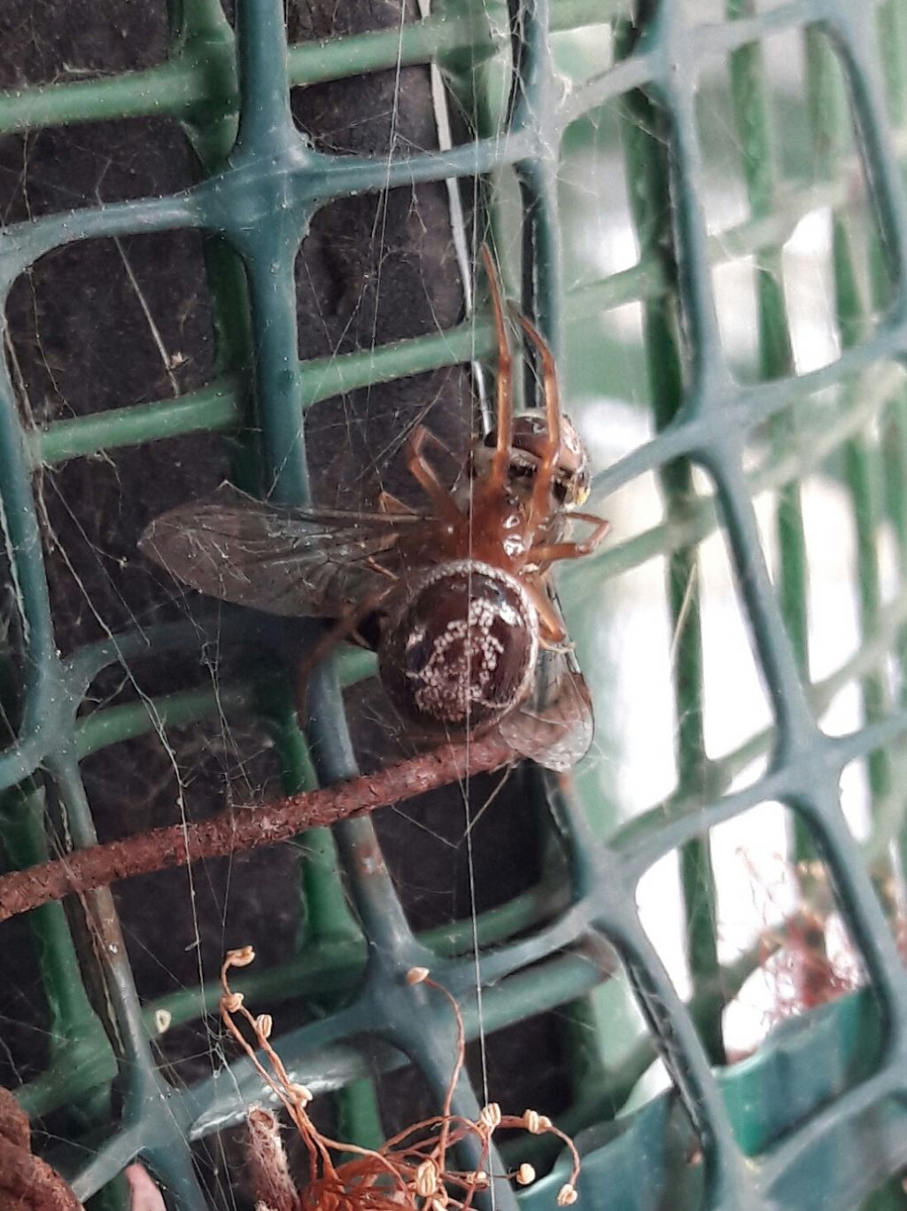 Steatoda nobilis che preda dittero SYrphidae - Roma