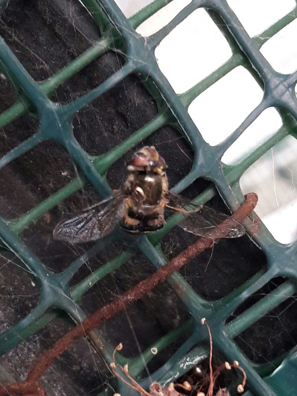 Steatoda nobilis che preda dittero SYrphidae - Roma