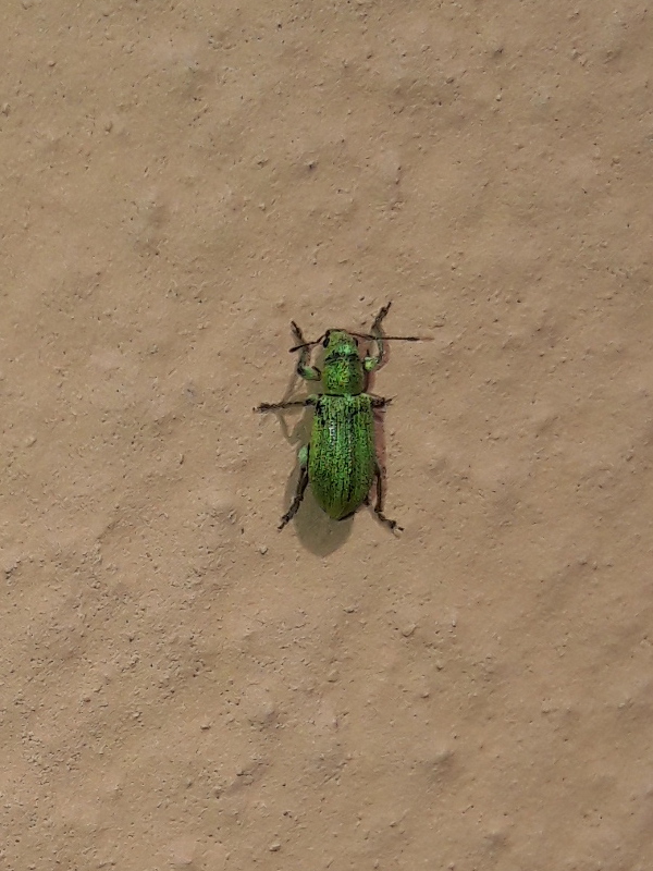 Pachyrhinus lethierryi (Desbrochers, 1875), nuovo per Italia continentale!