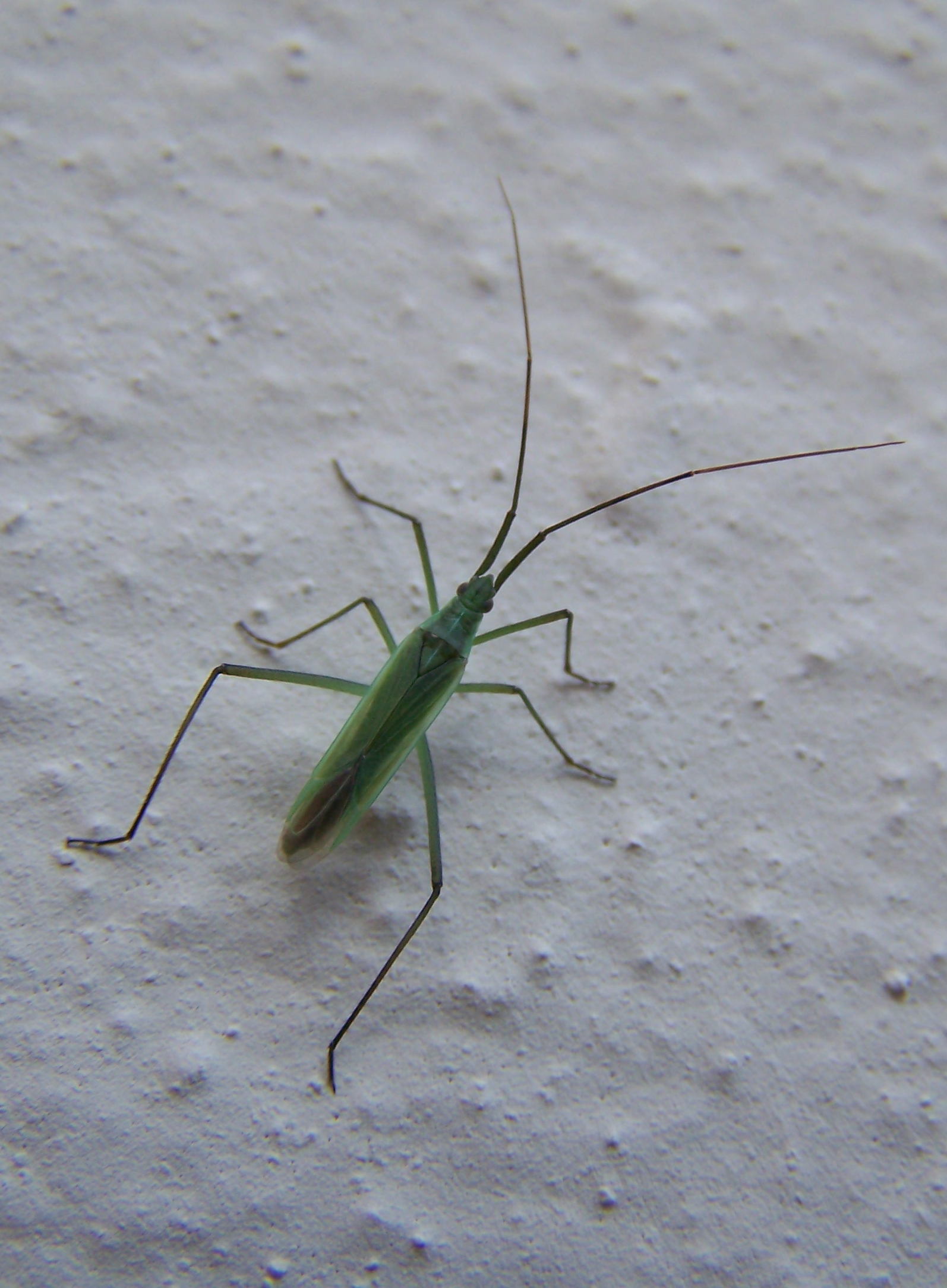 eterottero verde: Megaloceroea recticornis (Miridae)