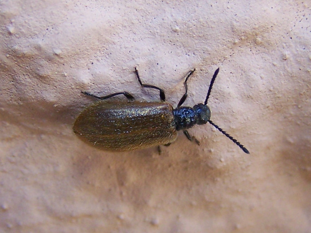 Meloidae? No, Tenebrionidae: Lagria hirta
