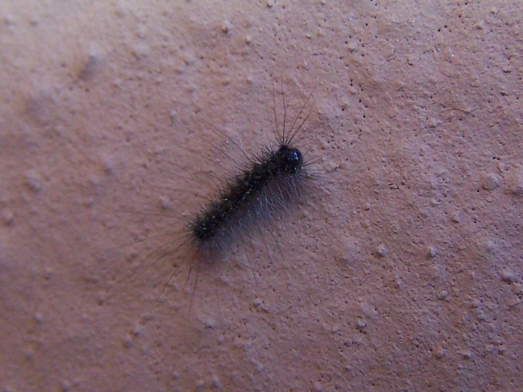 bruchino nero - Lymantria dispar, Erebidae Lymantriinae
