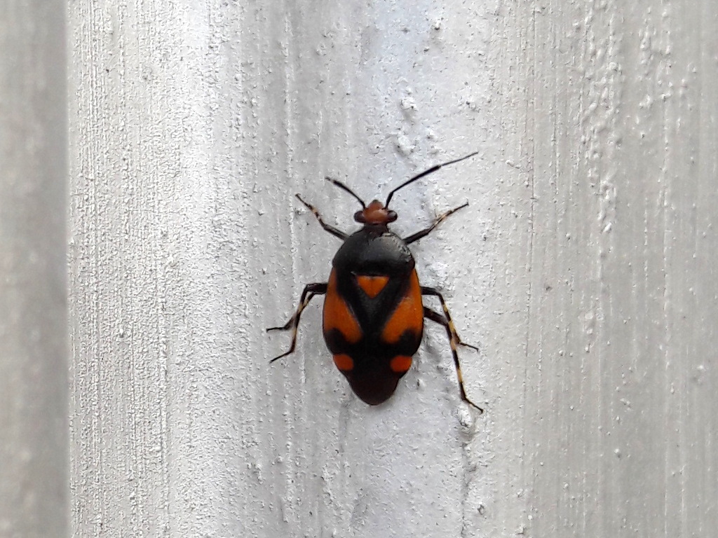 Miridae:  Deraeocoris schach