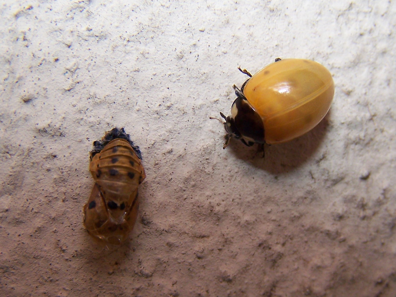 pallida coccinella: Coccinella septempunctata neosfarfallata