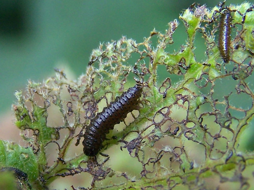 ci mangiano tutto! Larve di Chrysomelidae: Altica sp.