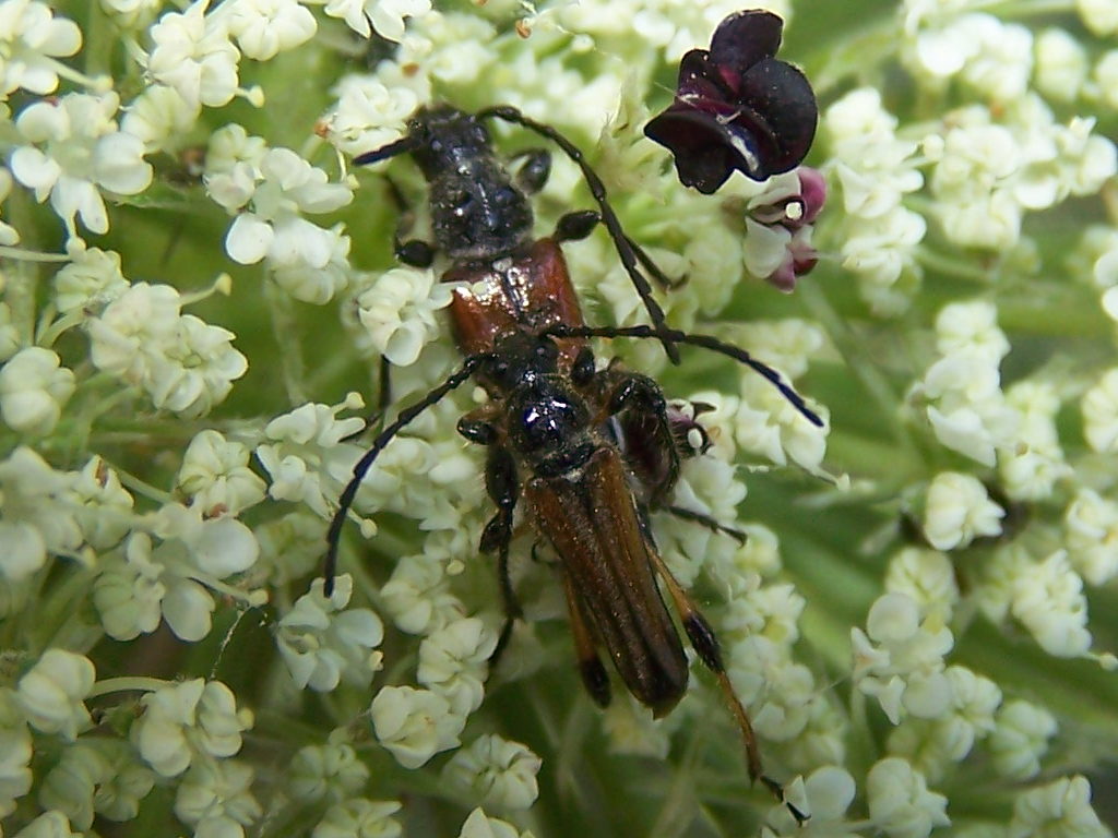 Cerambycidae: Stenopterus ater