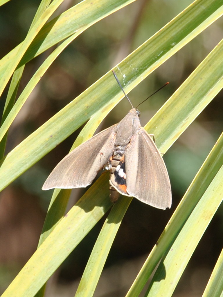 maschio e femmina - Paysandisia archon,  Castniidae