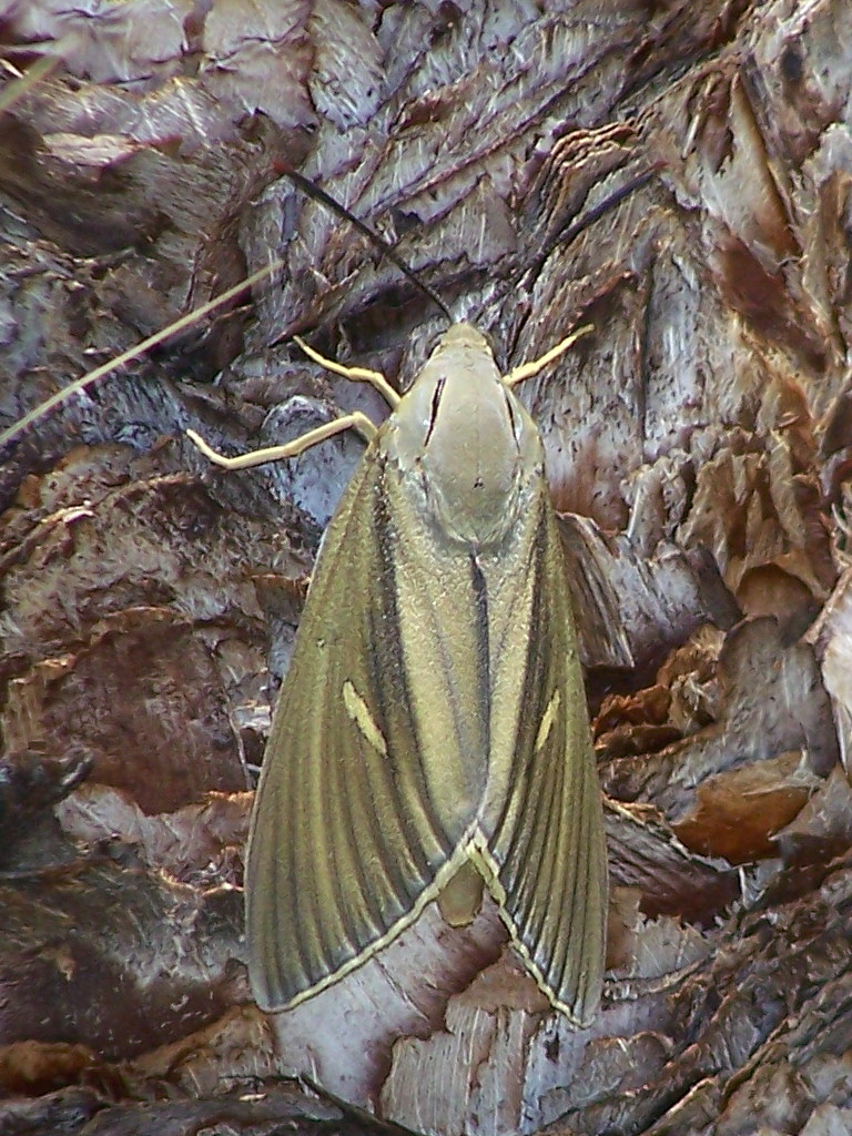 maschio e femmina - Paysandisia archon,  Castniidae