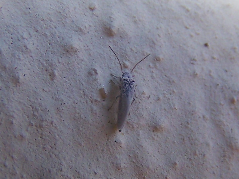 Lepidottero? No, Neuroptera Coniopterygidae
