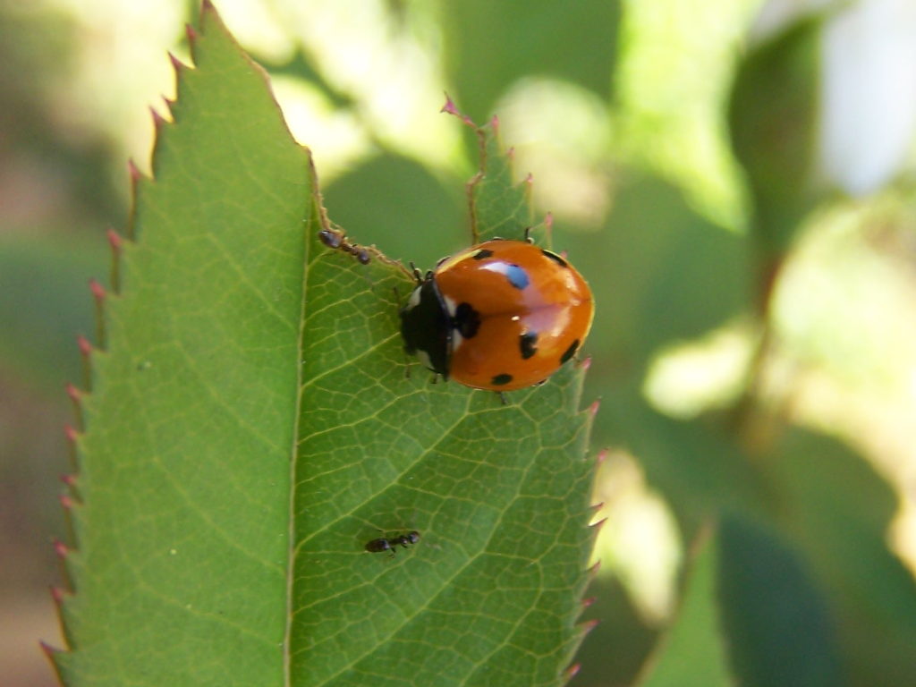 pallida coccinella: Coccinella septempunctata neosfarfallata