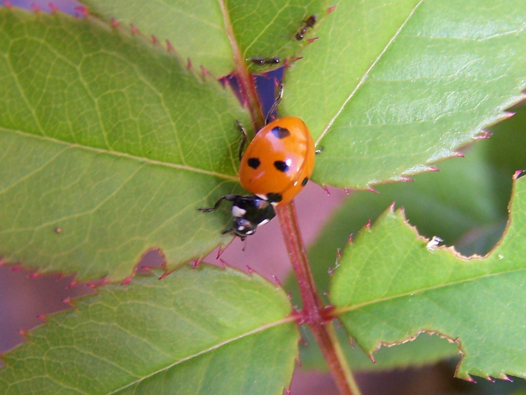 pallida coccinella: Coccinella septempunctata neosfarfallata