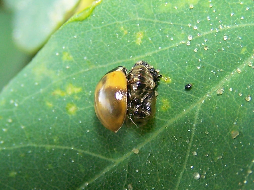 Coccinella neosfarfallata: Adalia bipunctata