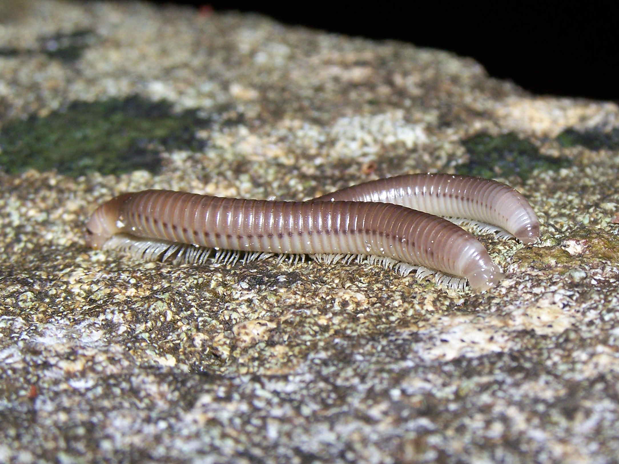 Myriapoda Diplopoda:  cfr. Ommatoiulus sp., juv. (Julidae)