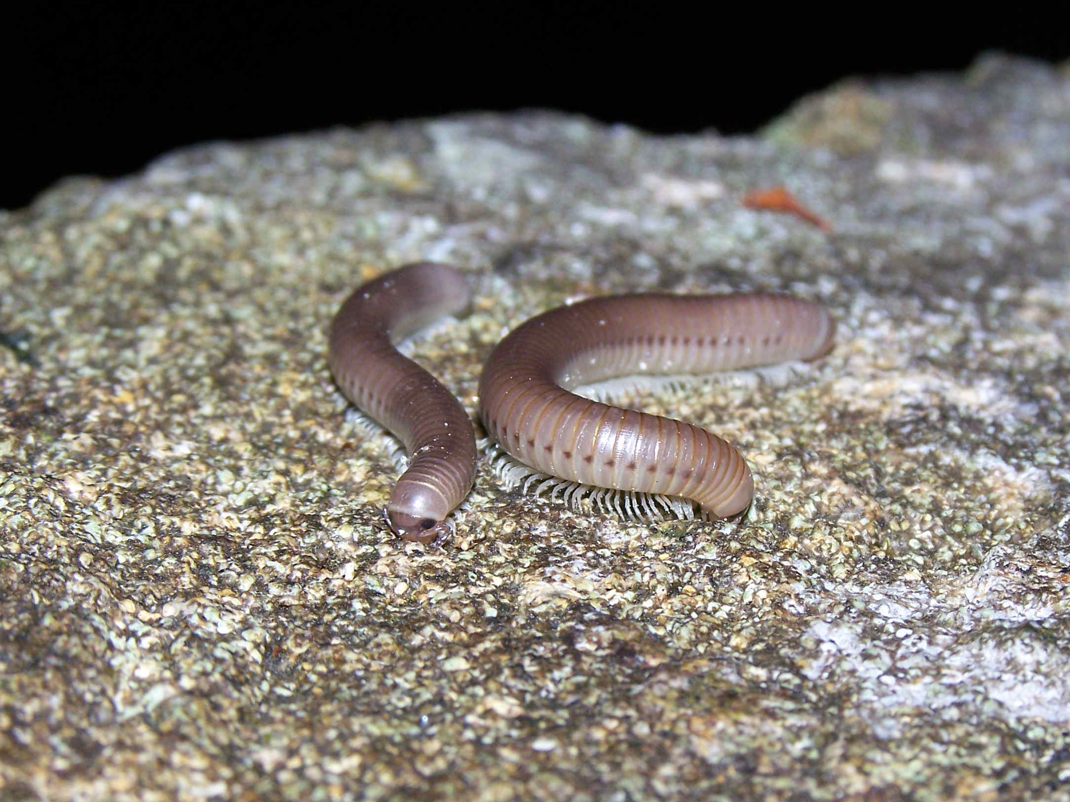 Myriapoda Diplopoda:  cfr. Ommatoiulus sp., juv. (Julidae)
