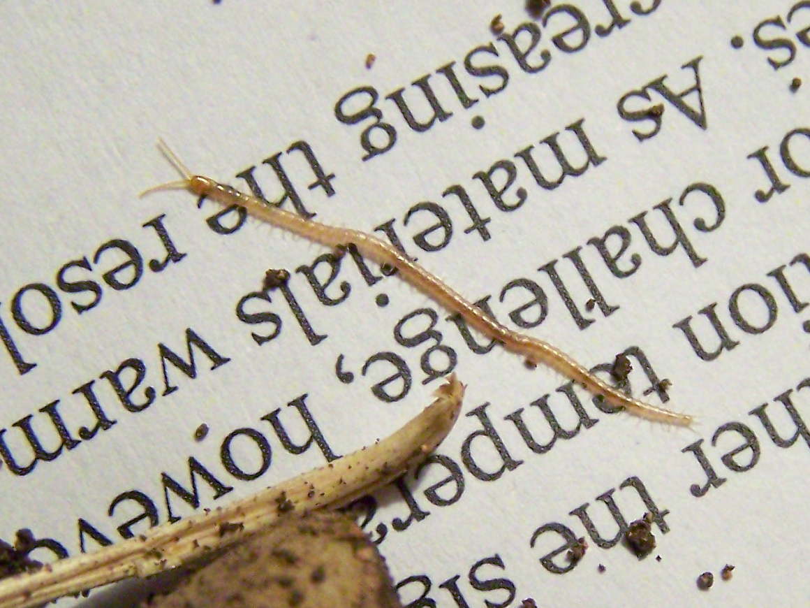 Chilopoda Geophilomorpha Himantariidae:  Himantarium gabrielis (cfr.)