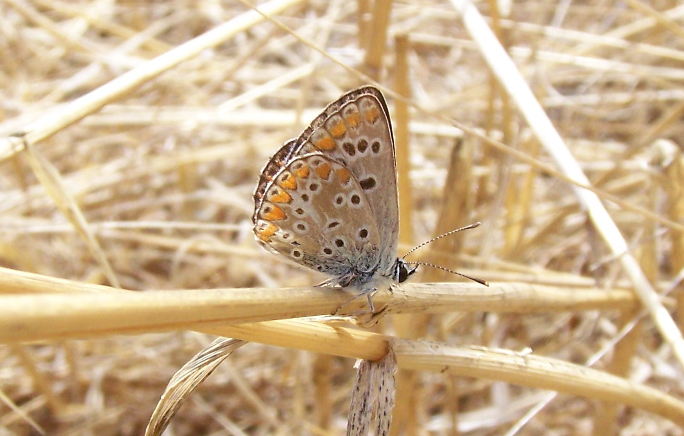 farfalla ericina - Aricia agestis, Lycaenidae