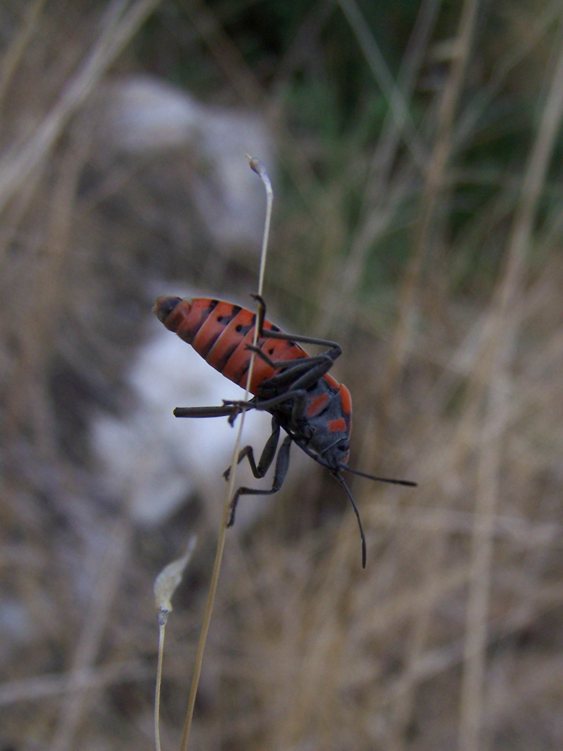 Lygaeidae: Spilostethus pandurus