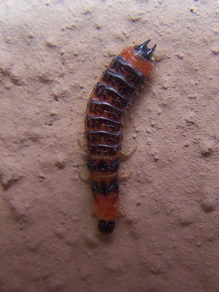 larva rossa e nera