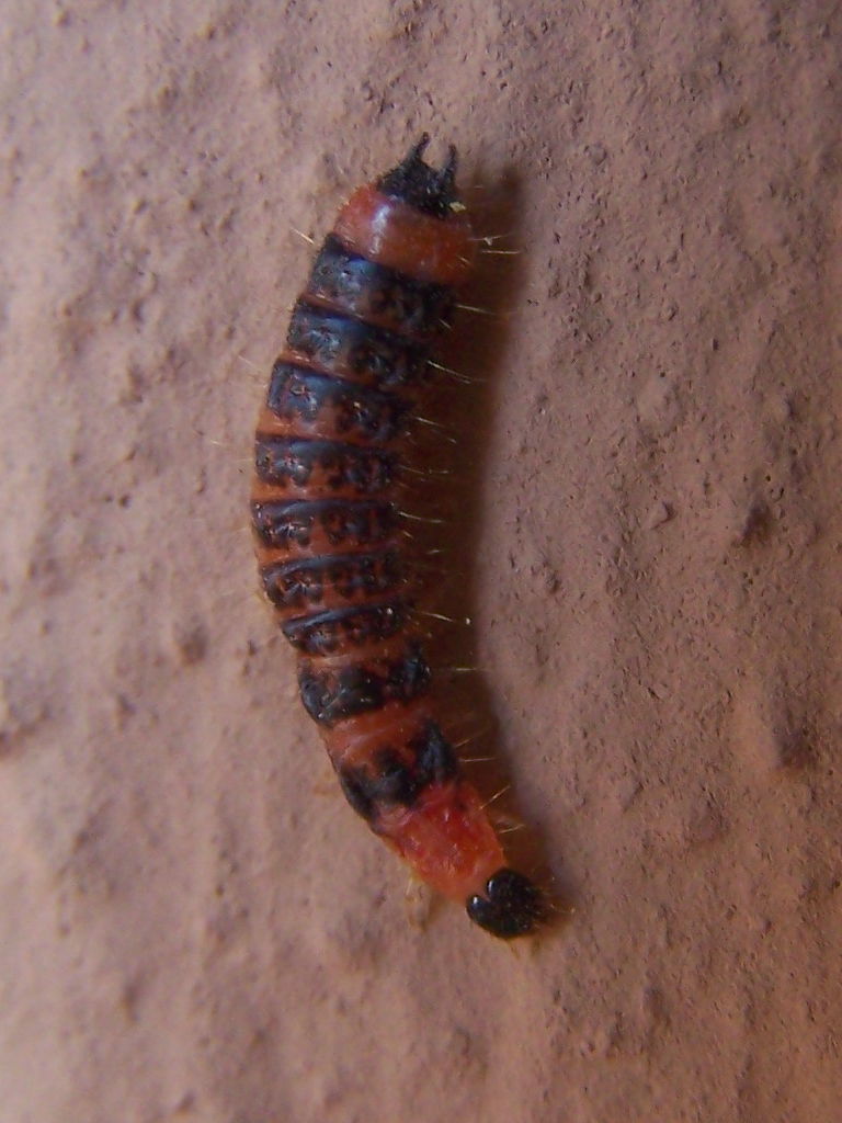 larva rossa e nera