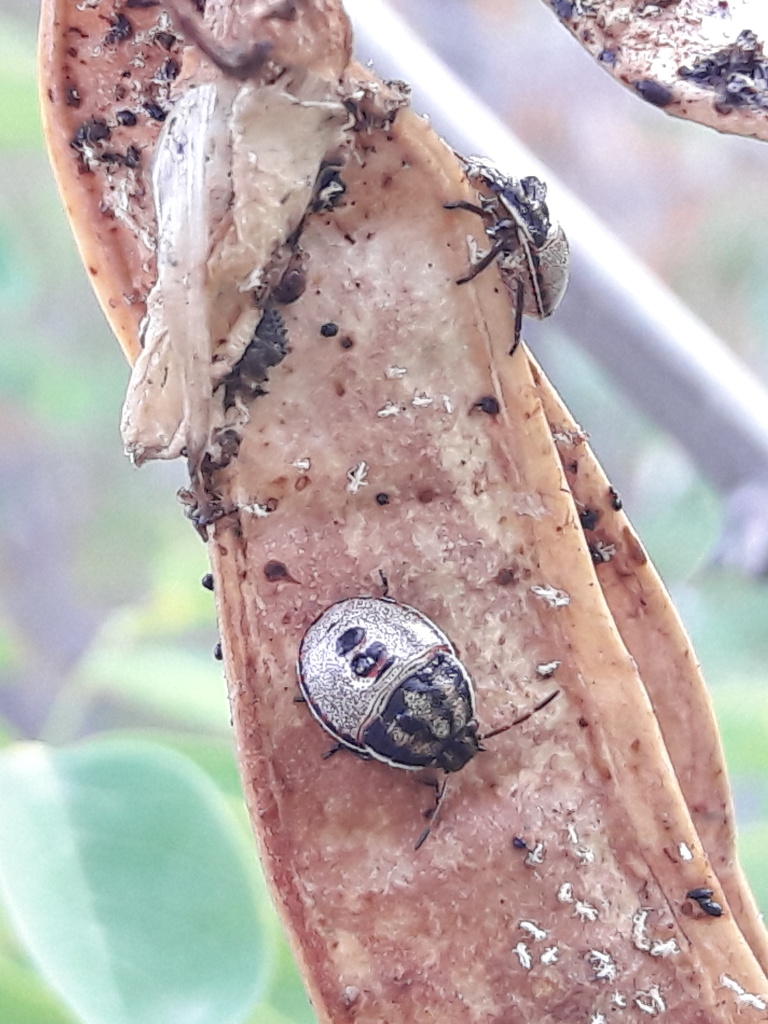 su baccello di robinia: neanidi di Piezodorus lituratus (Pentatomidae)