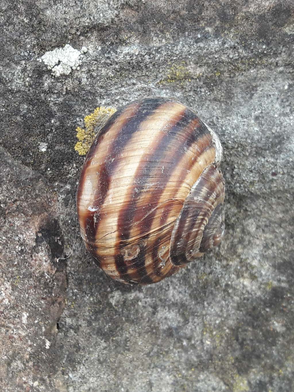 Helix arrampicatrice