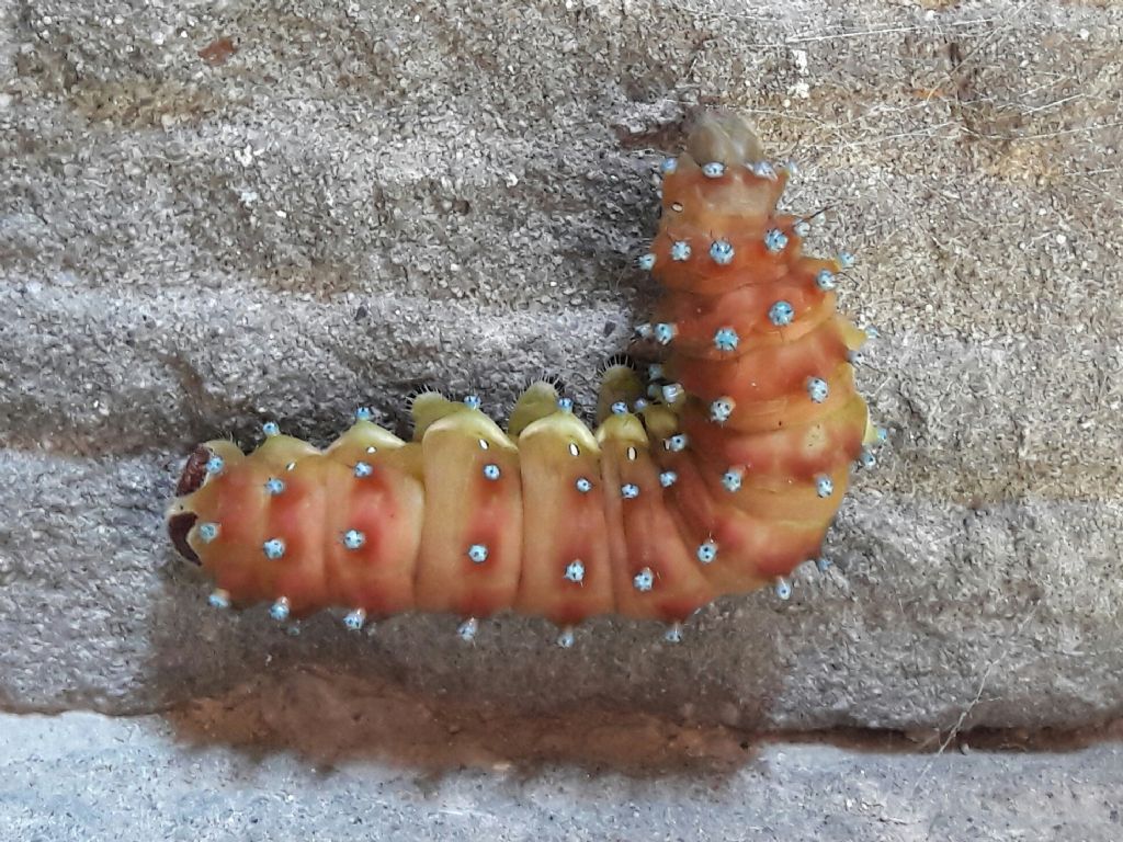  la saturnia del pero? S: Saturnia (Saturnia) pyri, Saturniidae