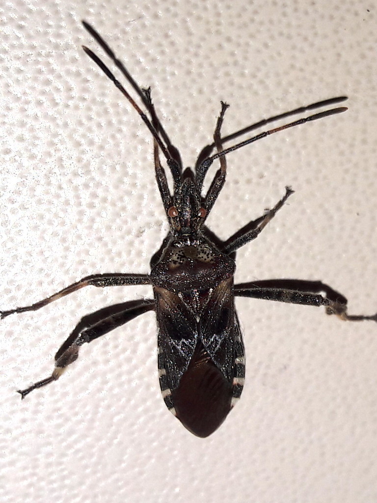 intruso --->Coreidae: Leptoglossus occdentalis