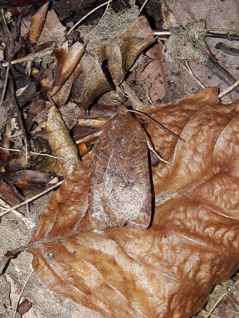 Falena foglia secca:  Conistra vaccinii (cfr.) - Noctuidae