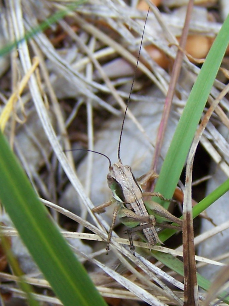 giovane Tettigoniidae Tettigoniinae da Supino (FR)