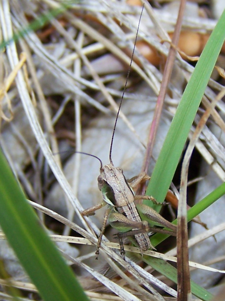 giovane Tettigoniidae Tettigoniinae da Supino (FR)