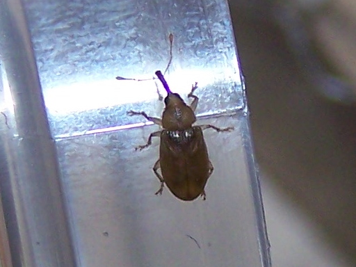 Apionidae casalingo ?  No, Curculionidae:  Derelomus chamaeropis