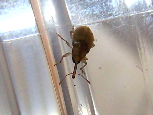 Apionidae casalingo ?  No, Curculionidae:  Derelomus chamaeropis