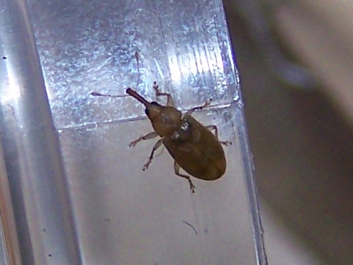 Apionidae casalingo ?  No, Curculionidae:  Derelomus chamaeropis