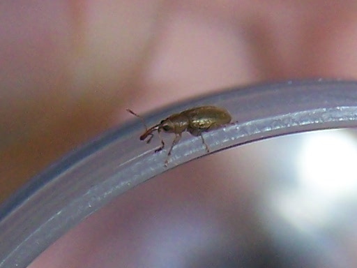 Apionidae casalingo ?  No, Curculionidae:  Derelomus chamaeropis