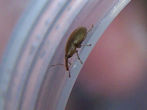 Apionidae casalingo ?  No, Curculionidae:  Derelomus chamaeropis