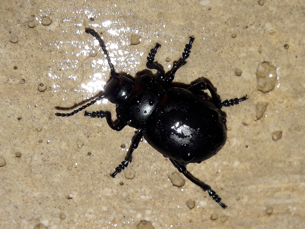 Chrysomelidae: Timarcha? Sì. Timarcha nicaeensis, femmina
