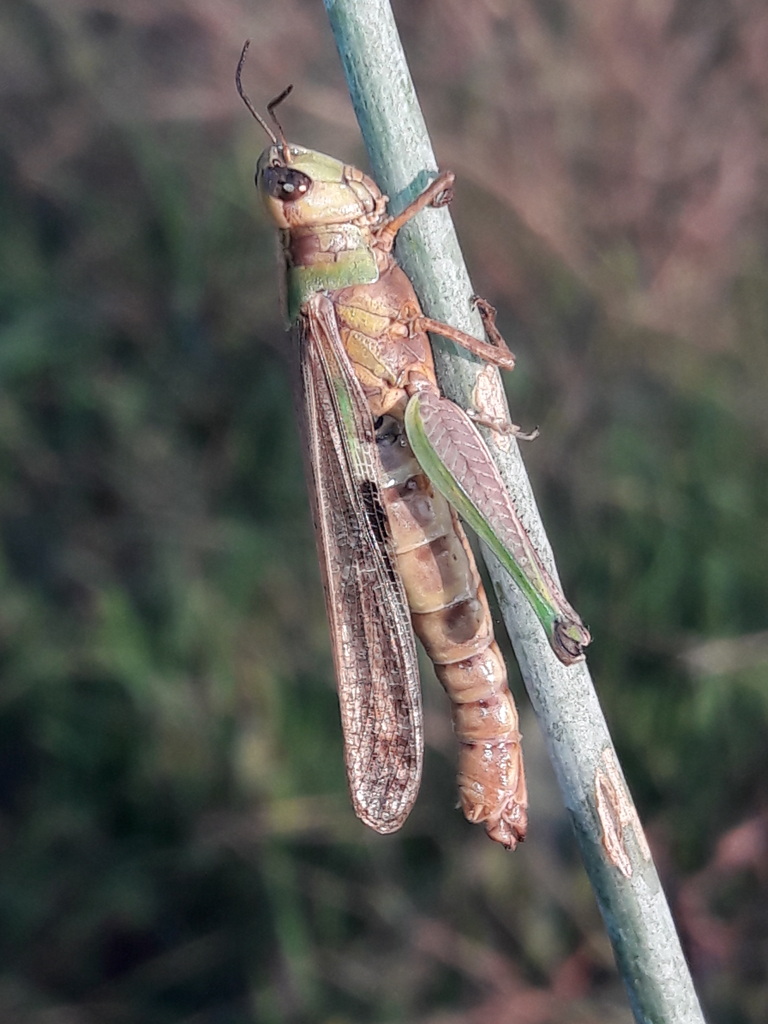 Aiolopus thalassinus parassitato da Entomophaga grylli.