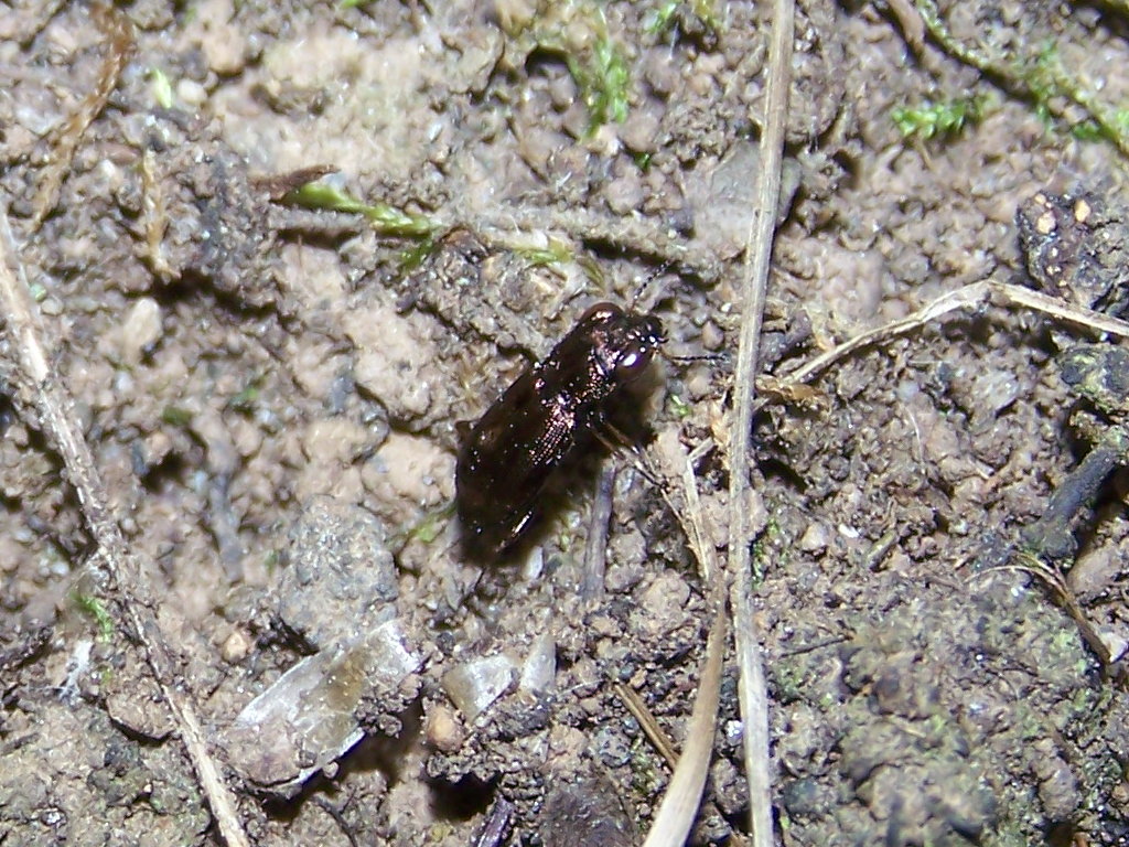 Carabidae: Cicindela?  No, Notiophilus rufipes