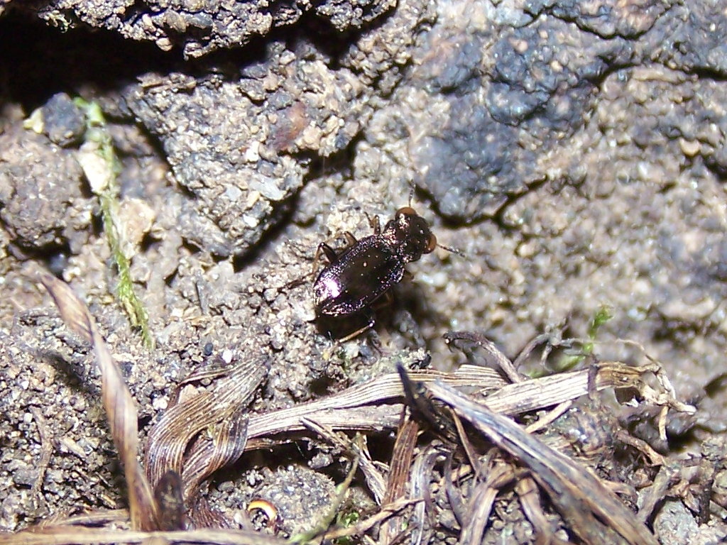 Carabidae: Cicindela?  No, Notiophilus rufipes