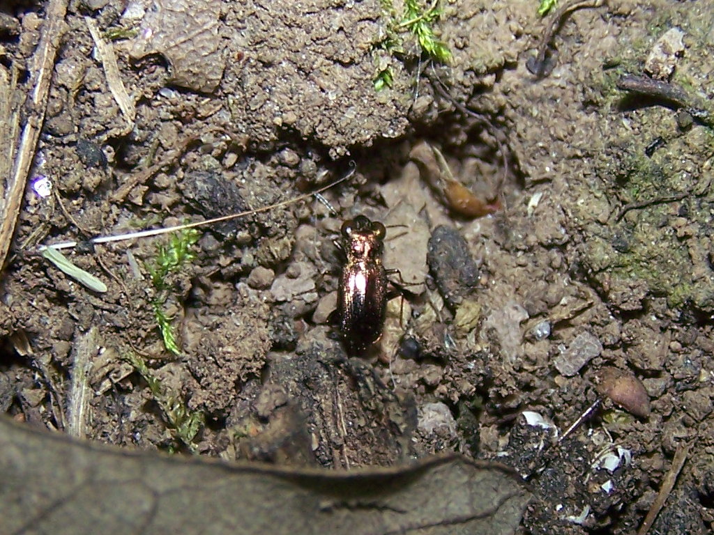 Carabidae: Cicindela?  No, Notiophilus rufipes