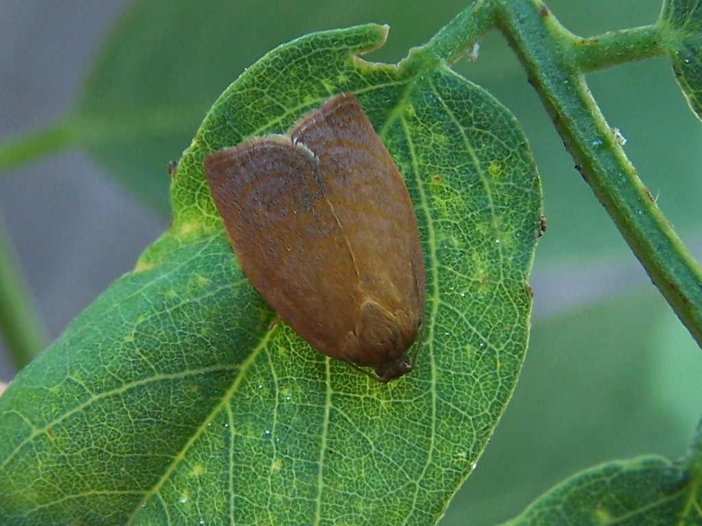 damascata:  Cacoecimorpha pronubana, maschio (Tortricidae)